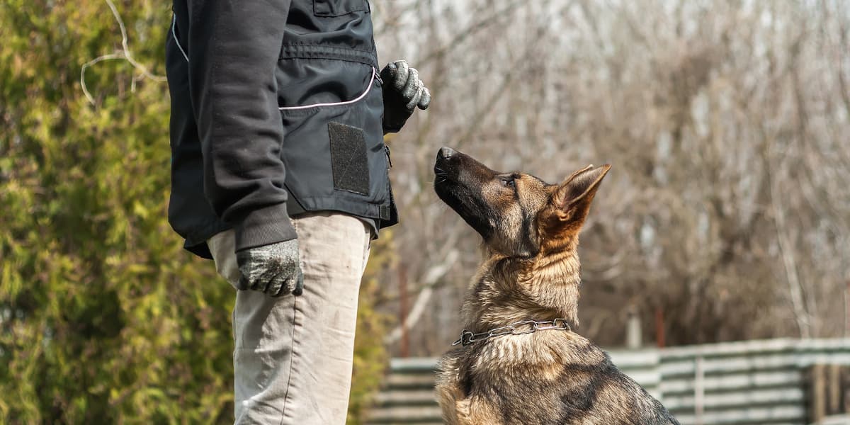 Éducateur canin accompagnant un chien à Cholet