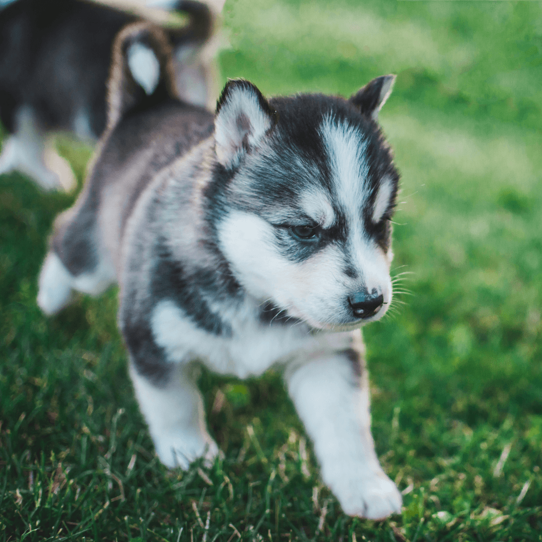 Éducation chiot